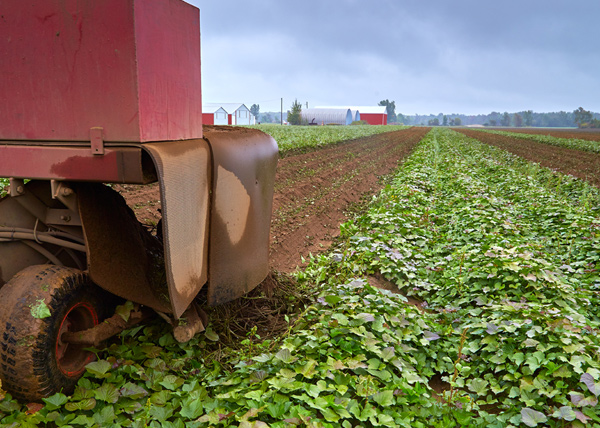 Sweet Potato Season