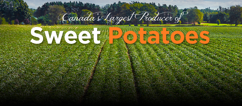 Canada's largest producer of sweet potatoes.